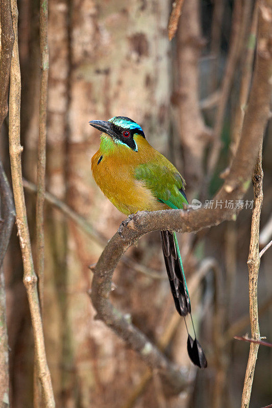 Blue-crowned Motmot